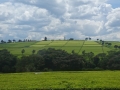 Kericho Teaplantation